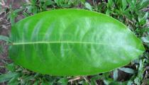 Ixora brachypoda - Upper surface of leaf - Click to enlarge!