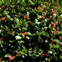 Ixora coccinea - Foliage - Click to enlarge!