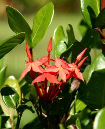 Ixora coccinea - Inflorescence, side view - Click to enlarge!