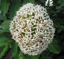 Ixora finlaysoniana - Inflorescence - Click to enlarge!