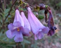 Jacaranda irwinii - Flowers - Click to enlarge!