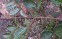 Jacaranda irwinii - Leaf insertion - Click to enlarge!
