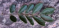 Jacaranda irwinii - Upper surface of leaf - Click to enlarge!