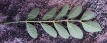 Jacaranda irwinii - Lower surface of leaf - Click to enlarge!