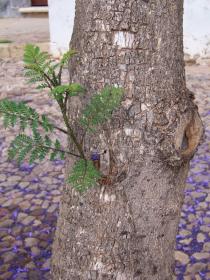 Jacaranda mimosifolia - Trunk with young shoot (aphid infested) - Click to enlarge!