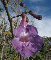 Jacaranda rugosa - Flower - Click to enlarge!