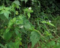 Jacquemontia tamnifolia - Habit - Click to enlarge!