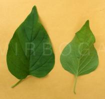 Jacquemontia tamnifolia - Upper and lower surface of leaf - Click to enlarge!