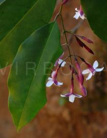 Jasminum attenuatum - Flowers, side view - Click to enlarge!
