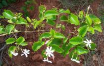 Jasminum dichotomum - Branch - Click to enlarge!