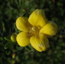 Jasminum fruticans - Flower - Click to enlarge!