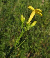 Jasminum fruticans - Flower, side view - Click to enlarge!