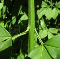 Jasminum mesnyi - Leaf insertion - Click to enlarge!