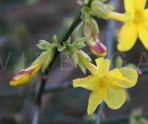 Jasminum nudiflorum - Flowers - Click to enlarge!