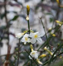 Jasminum nudiflorum - Twig with flowers - Click to enlarge!
