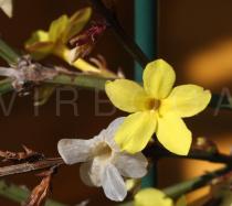 Jasminum nudiflorum - Flower - Click to enlarge!