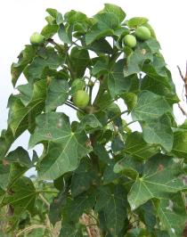 Jatropha curcas - Fruiting branch - Click to enlarge!