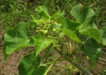 Jatropha curcas - Inflorescens - Click to enlarge!