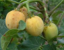 Jatropha curcas - Ripe fruits - Click to enlarge!