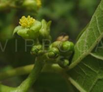 Jatropha curcas - Flower - Click to enlarge!