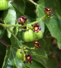 Jatropha gossypiifolia - Flower and unripe fruits - Click to enlarge!