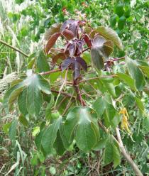 Jatropha gossypiifolia - Branch - Click to enlarge!