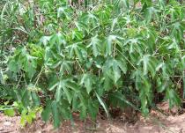Jatropha gossypiifolia - Foliage - Click to enlarge!