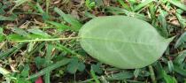 Jatropha integerrima - Lower surface of leaf - Click to enlarge!
