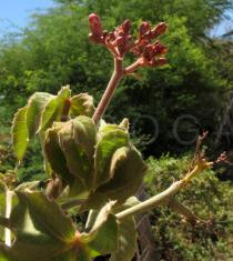Jatropha mollissima - Inflorescence - Click to enlarge!