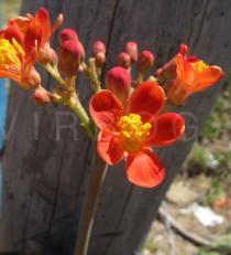 Jatropha mollissima - Male flower - Click to enlarge!