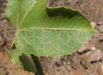 Jatropha mollissima - Leaf margin - Click to enlarge!