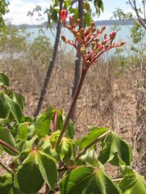 Jatropha mollissima - Inflorescence - Click to enlarge!