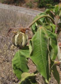 Jatropha mollissima - Ripe fruit - Click to enlarge!