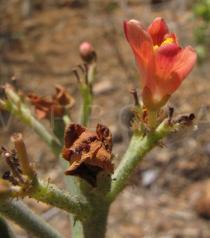 Jatropha mollissima - Male flower, side view - Click to enlarge!