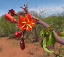 Jatropha mutabilis - Male flower - Click to enlarge!