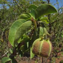 Jatropha mutabilis - Fruit - Click to enlarge!
