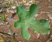 Jatropha podagrica - Leaf - Click to enlarge!