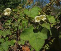 Jatropha ribifolia - Flowers - Click to enlarge!
