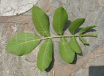 Juglans regia - Lower surface of leaf - Click to enlarge!