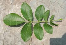 Juglans regia - Upper surface of leaf - Click to enlarge!