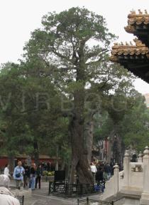 Juniperus chinensis - Habit - Click to enlarge!