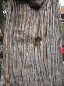 Juniperus chinensis - Bark - Click to enlarge!