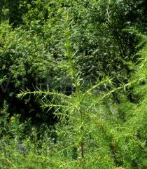 Juniperus communis - Branch - Click to enlarge!