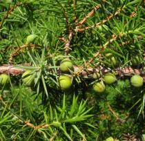 Juniperus communis - Ripening fruits - Click to enlarge!