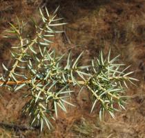 Juniperus communis - Foliage - Click to enlarge!