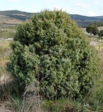 Juniperus oxycedrus - Habit - Click to enlarge!