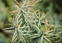 Juniperus oxycedrus - Foliage - Click to enlarge!
