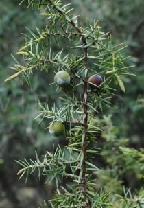 Juniperus oxycedrus - Cones - Click to enlarge!