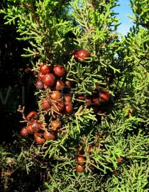 Juniperus phoenicea - Fruits - Click to enlarge!