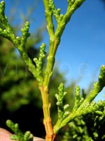Juniperus phoenicea - Twig - Click to enlarge!